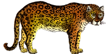 jaguar2.png