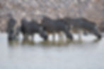 DSC_0416.JPG
