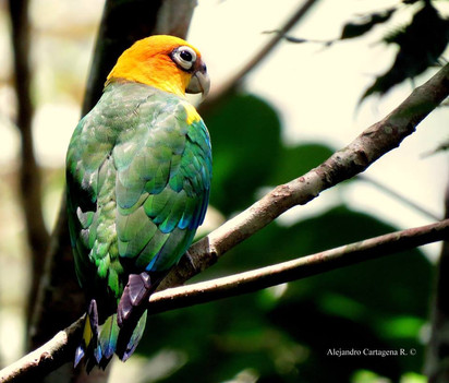 Saffron-headed Parrot (Pyrilia pyrilia)