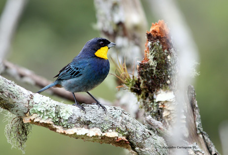 Near Endemic Purplish-mantled Tanager (Iridosornis porphyrocephalus)