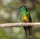 Golden-bellied-Starfrontlet-(Coeligena-b
