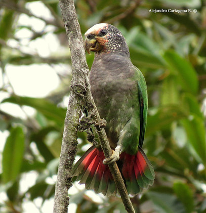 Speckle-faced-Parrot.jpg