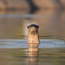 Wildlife of Hampi: A Living Heritage under Threat
