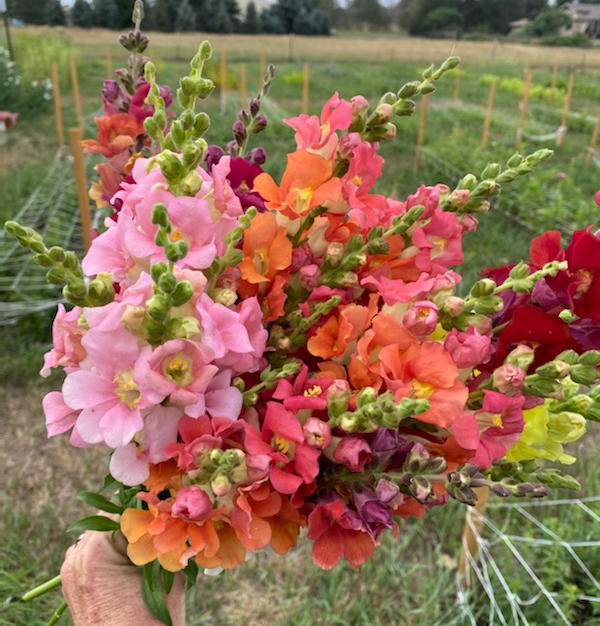 Snapdragons