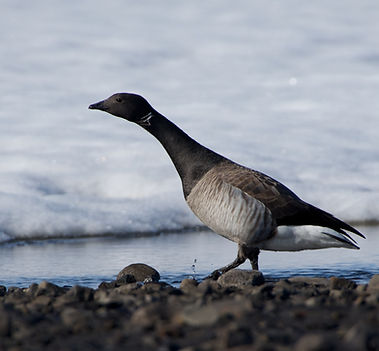 Brent Goose