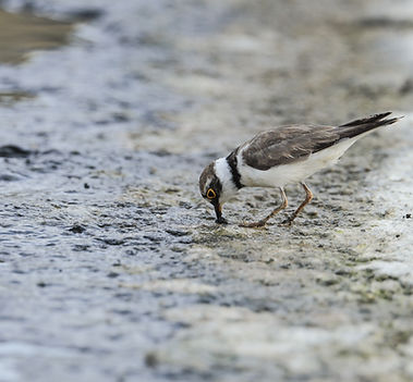 Ringed Plover