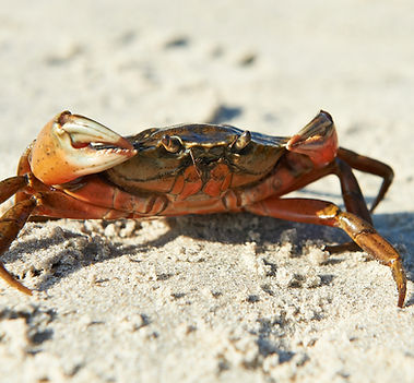 Shore Crab