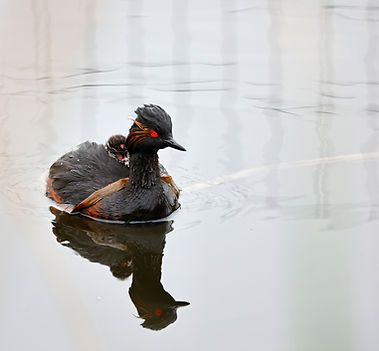 Black-Necked Grebe