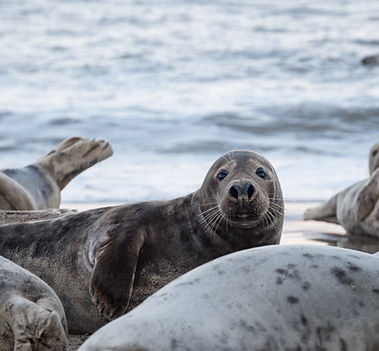 Grey Seal