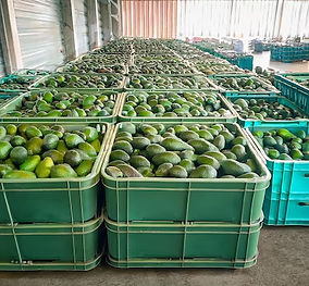 cosecha-embalaje-aguacates_820340-75643.jpeg