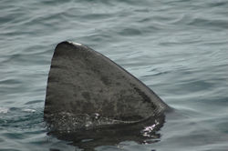 Basking Shark