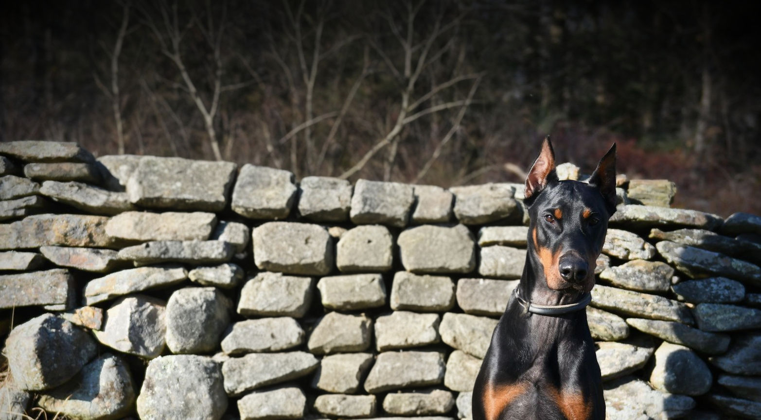 doberman pinscer