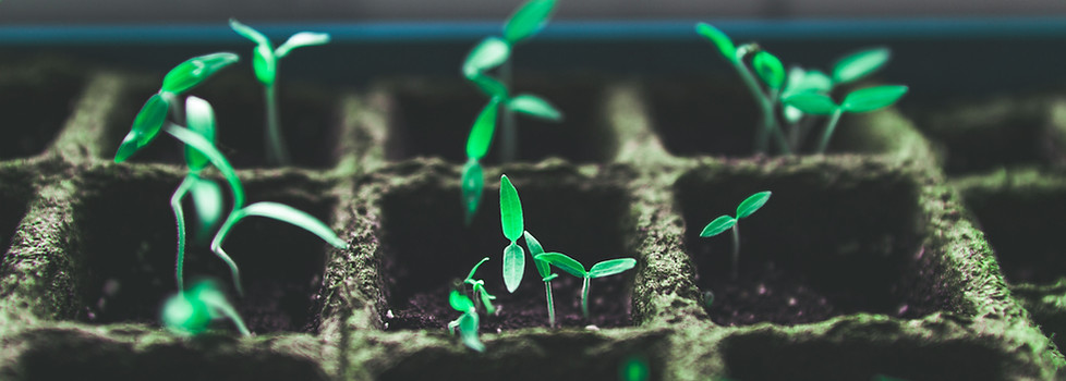 Tiny Green Plants