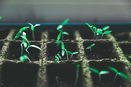 Tiny Green Plants