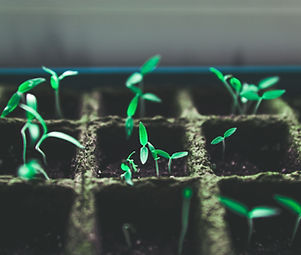Tiny Green Plants