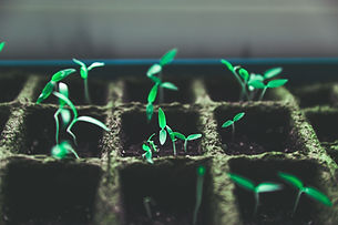 Tiny Green Plants