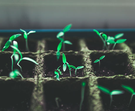 Tiny Green Plants