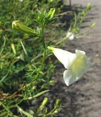Incarvillateine - the most potent natural pain reliever in the world?