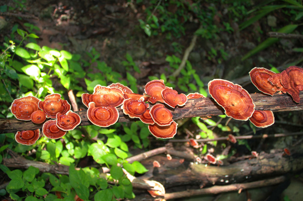 Ganoderma mushroom as effective as cisplatin chemotherapy for colon cancer?