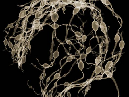 Infinimin® extract synergizes with chemotherapeutic and further increases cancer cell death