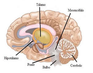 Anatomia Humana