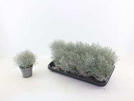 Leucophyta mix glitter 20231030115100.jpg