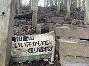 角田山とサザンカ