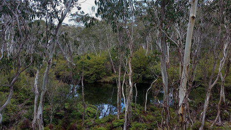 Bushfire Recovery Opportunities - Blue Mountains, NSW