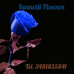 Iannelli Flowers