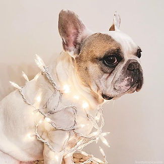 Festive French Bulldog from the Knotty Or Spice family