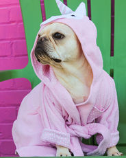 Adorable French Bulldog wearing a unicorn robe