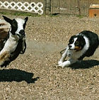 Miniature American Shepherd Herding