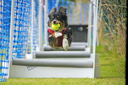 Lottie Flyball.jpg