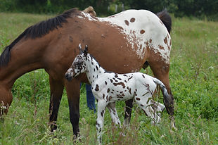 DSC_1374.JPG