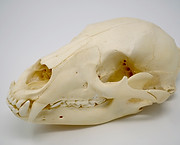 skull decor