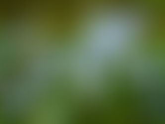 "Flower Communion" -- UUSE Virtual Worship, May 17, 2026