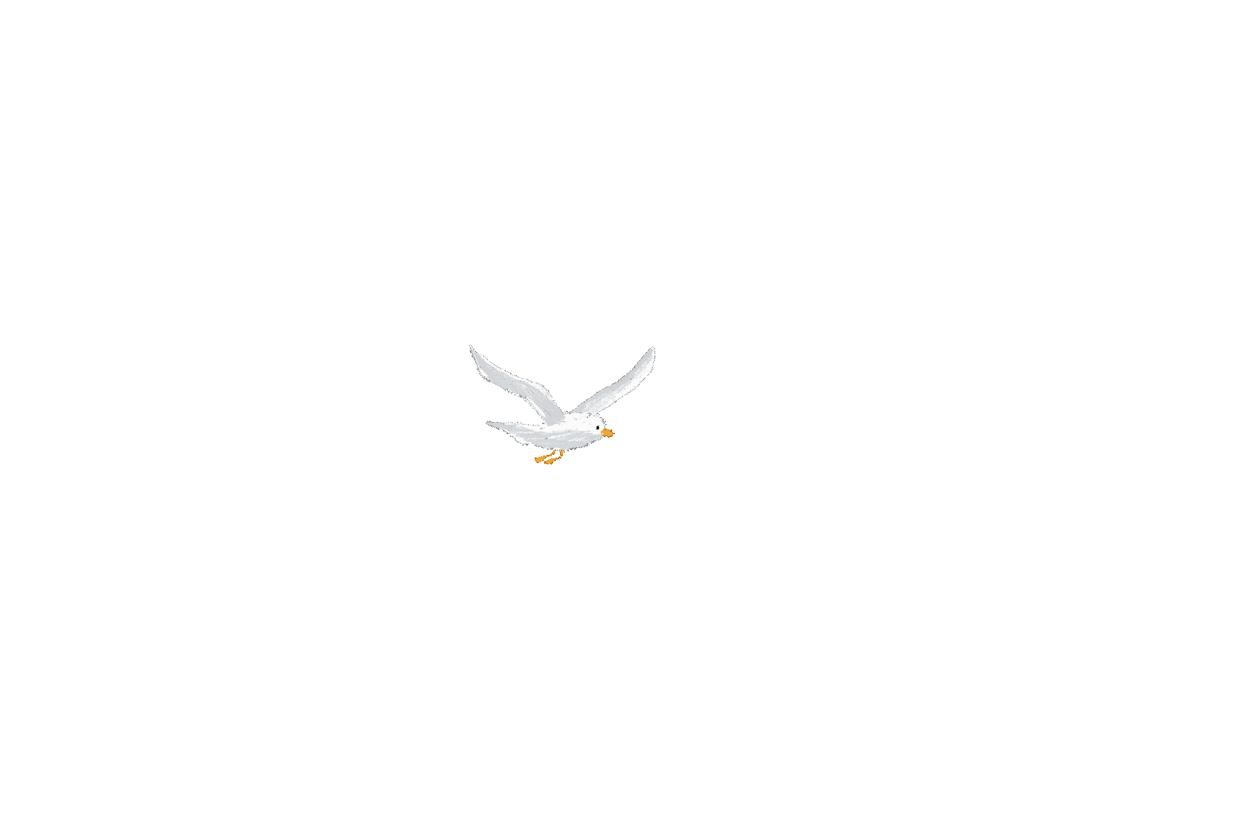 seagull.gif