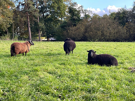 Sheeps.jpg