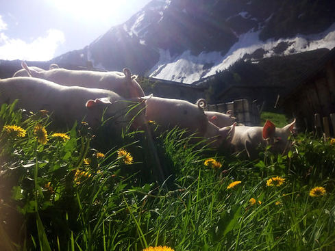 alpschweine7.jpeg