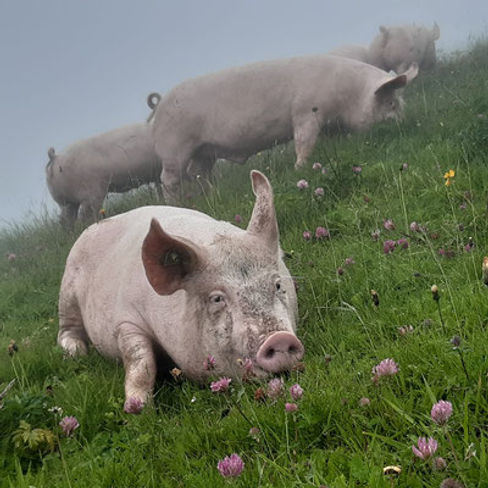schweine.jpeg