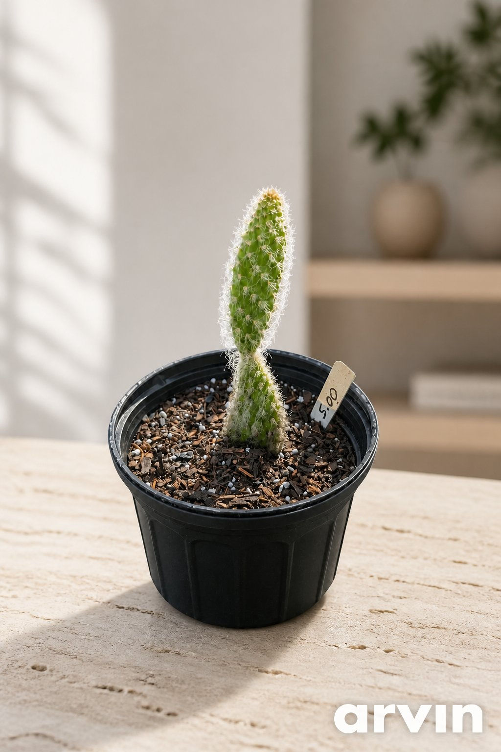 Fuzzy Prickly Pear Cactus