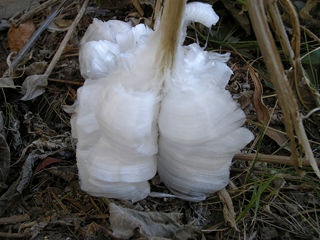 Frostweed