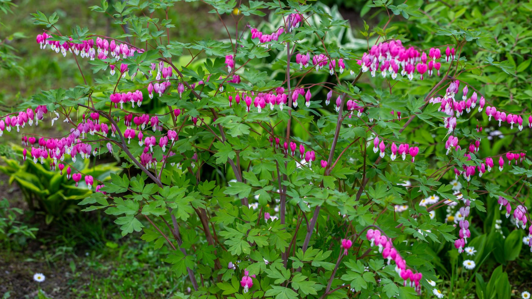 Bleeding Heart Vine