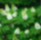 Mature blooming oakleaf hydrangea bush. Conical shaped white flowers a top green oak-shaped leaves.