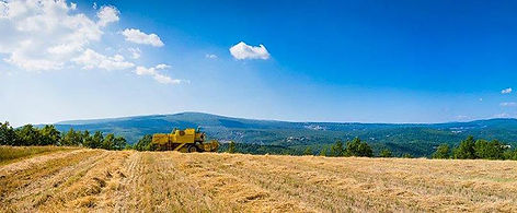 champ de petit épeautre avec tracteur