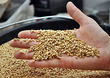 Grains de petit épeautre