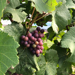 Ripe grapes.JPEG