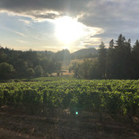 Sunset on vineyard.JPEG