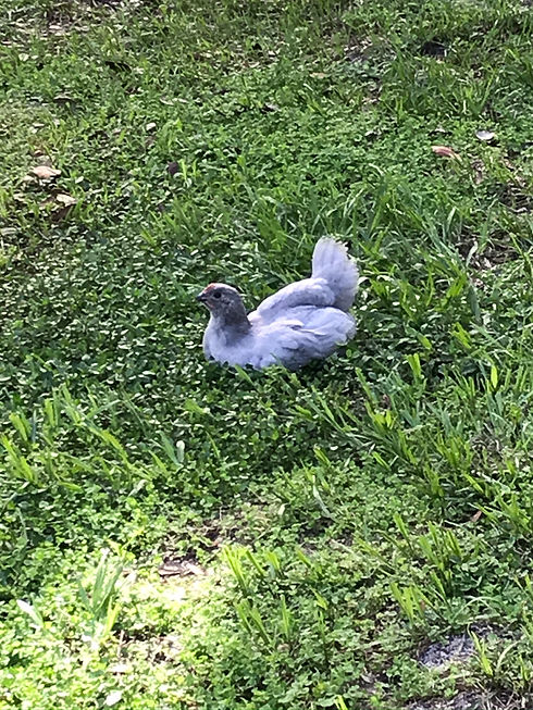 IMG_0803.JPEG