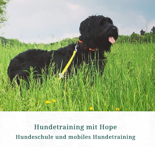 Hundetraining Julia Ripp